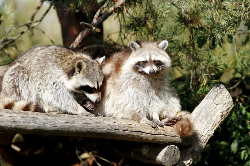 Our Professional Wildlife Removal Services