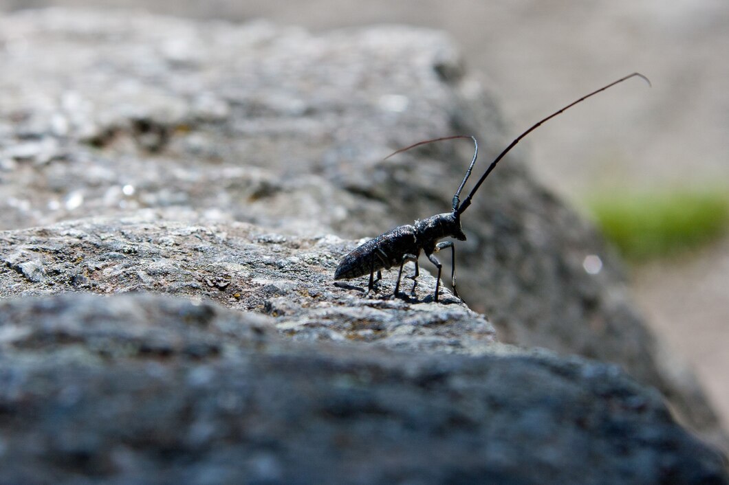 What Happens During a Professional Pest Control Service?