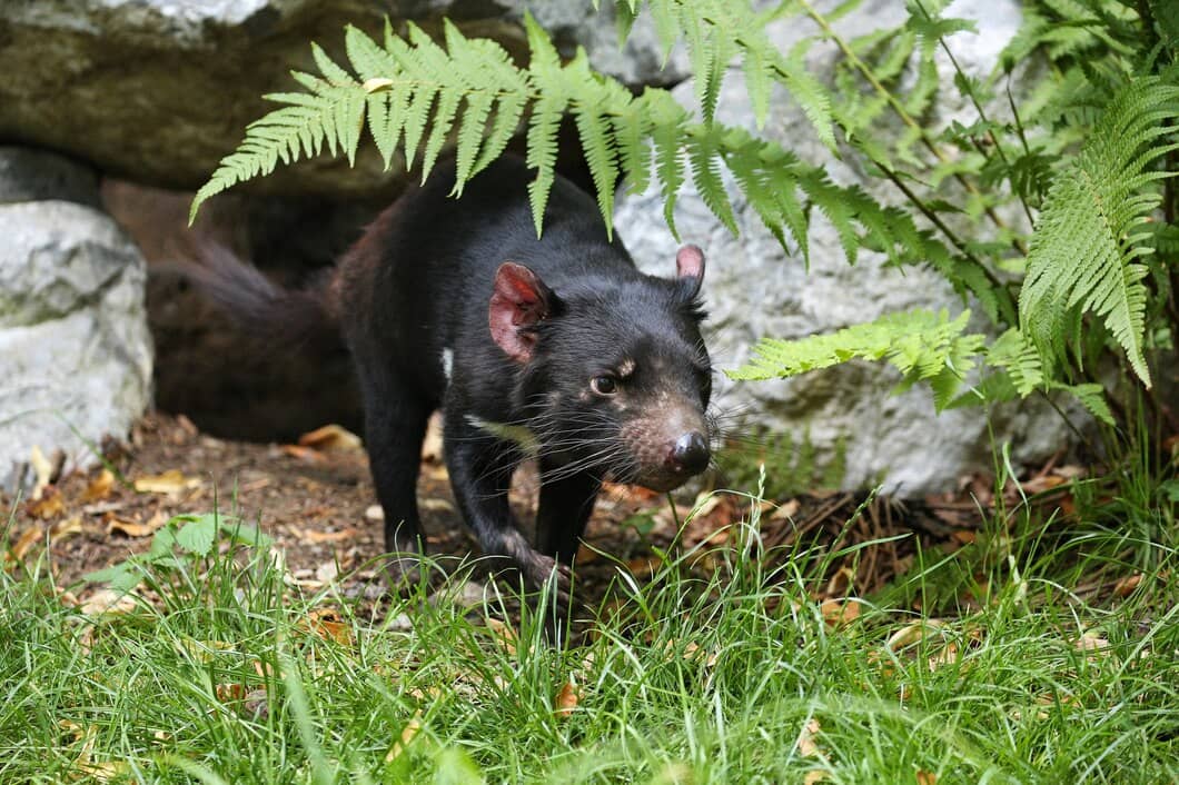 Common Rodents in Brampton and How to Control Them | Mosquito Man