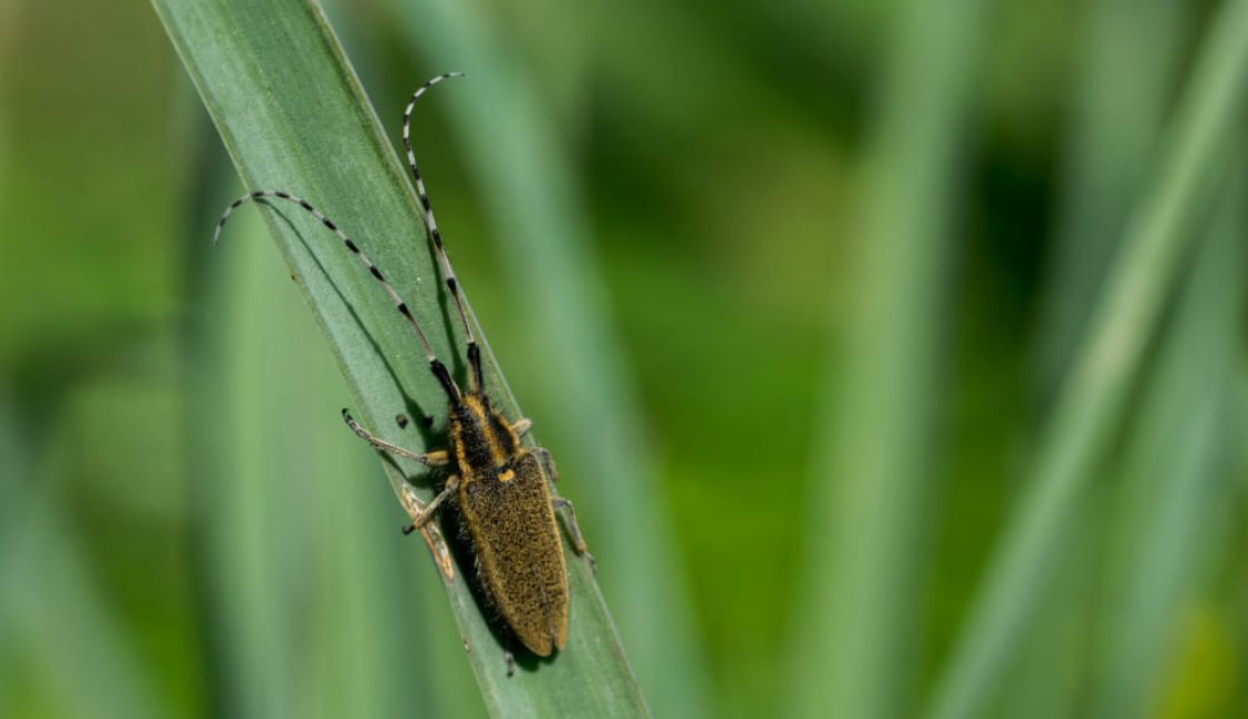 Protecting Families and Pets from Mosquito Activity