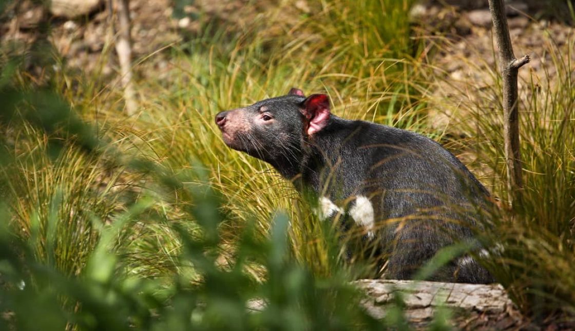 Rodent Control in Toronto: Seasonal Tips for Year-Round Protection