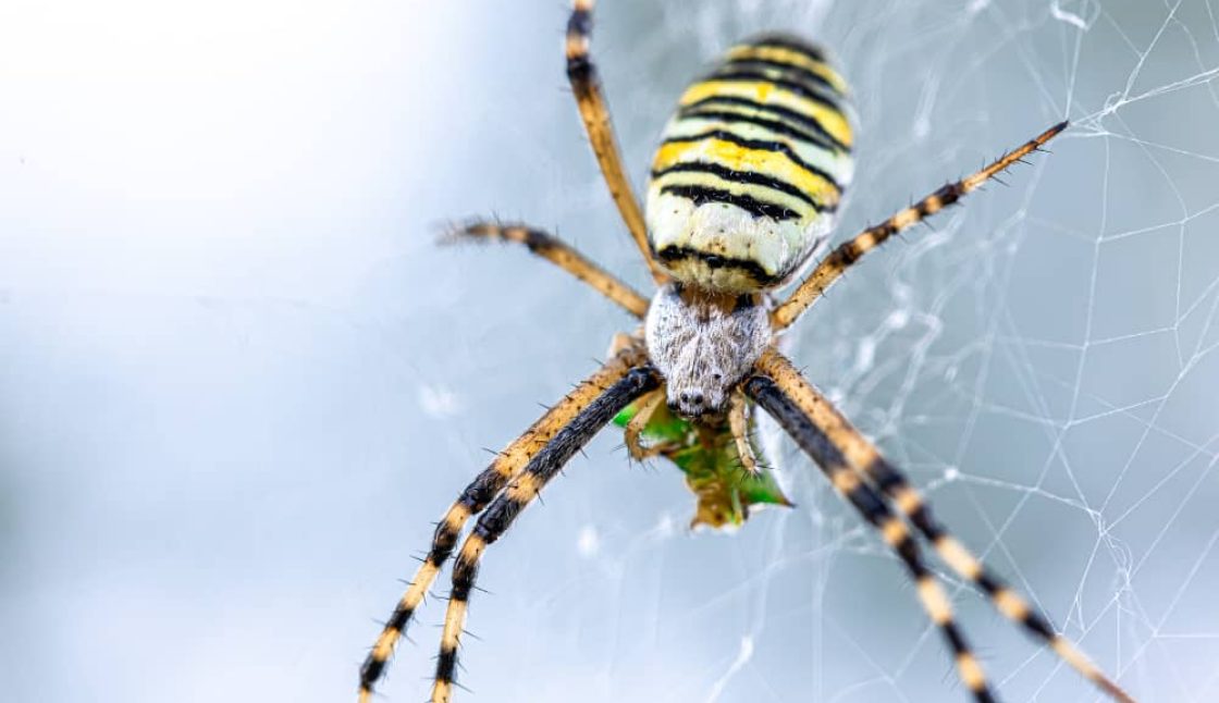 Spider Control in Toronto: Seasonal Tips for Year-Round Protection