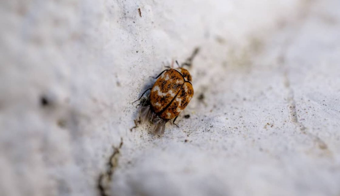 Keeping Dogs and Cats Safe with Effective Tick Control in Kingston