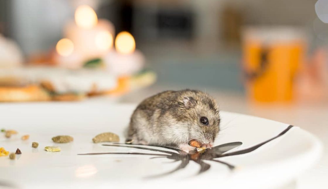 Rodent Control in Halifax: How To Keep Rodents Out of Your Home
