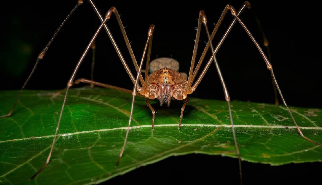 Best Companies Protecting Oakville Families and Pets from Tick Activity