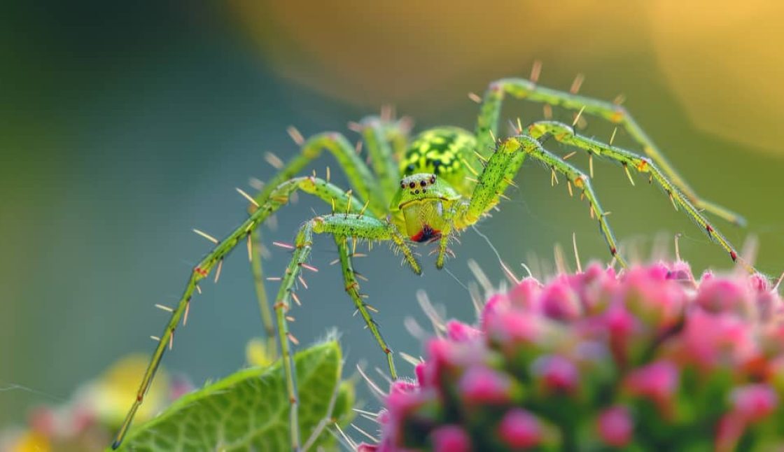 Spider Control in Muskoka: Seasonal Tips for Year-Round Protection
