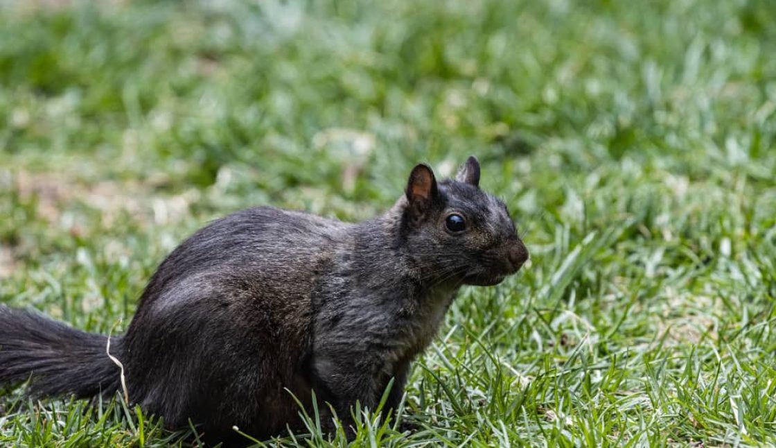 How to Get Ready for Rodent Season in Belleville, Ontario