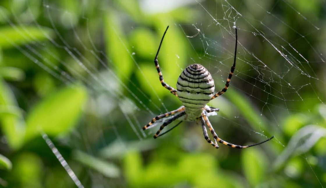How to Get Rid of Spiders in Your Sudbury Home: What Works and What Does Not