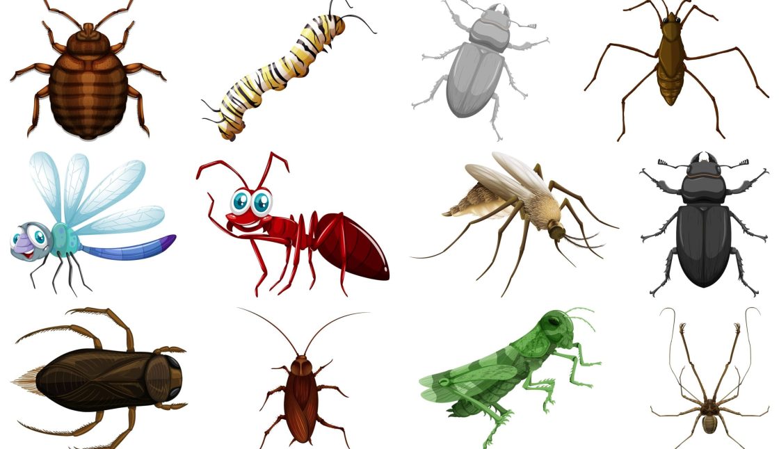 When Should You Call Pest Control in Halifax?: Early Signs of Pest Activity and Infestation Warnings