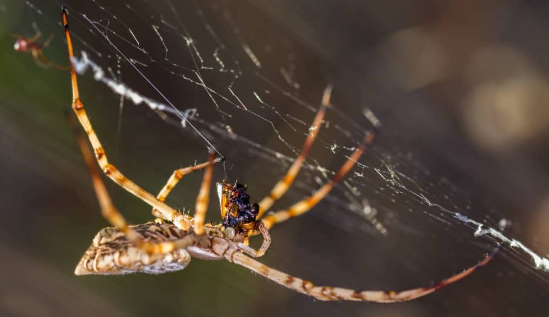A Seasonal Spider Control Guide for Vaughan Homeowners