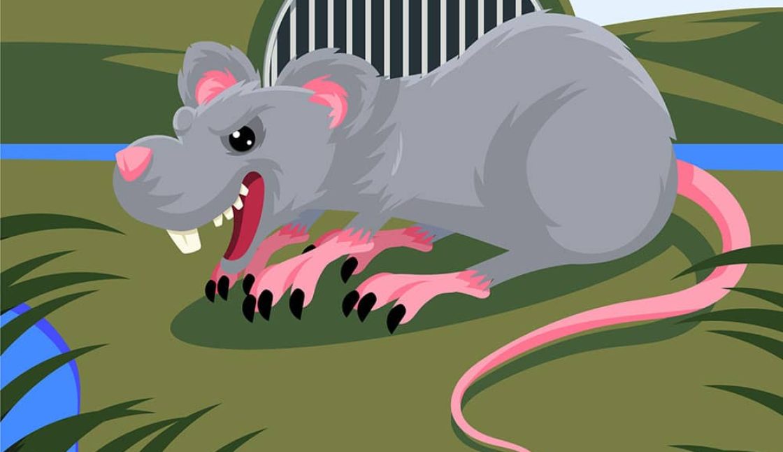 Rodent Control in Ottawa: Seasonal Tips for Year-Round Protection