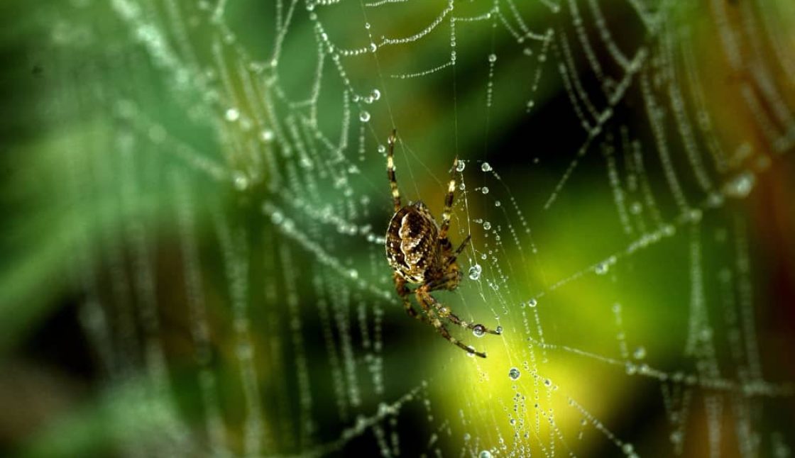 Best Companies Protecting Vaughan Homes and Families from Spider Activity