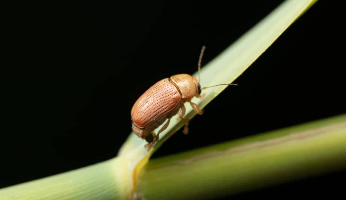 Understanding Tick Season and Staying Protected Across the Niagara Region
