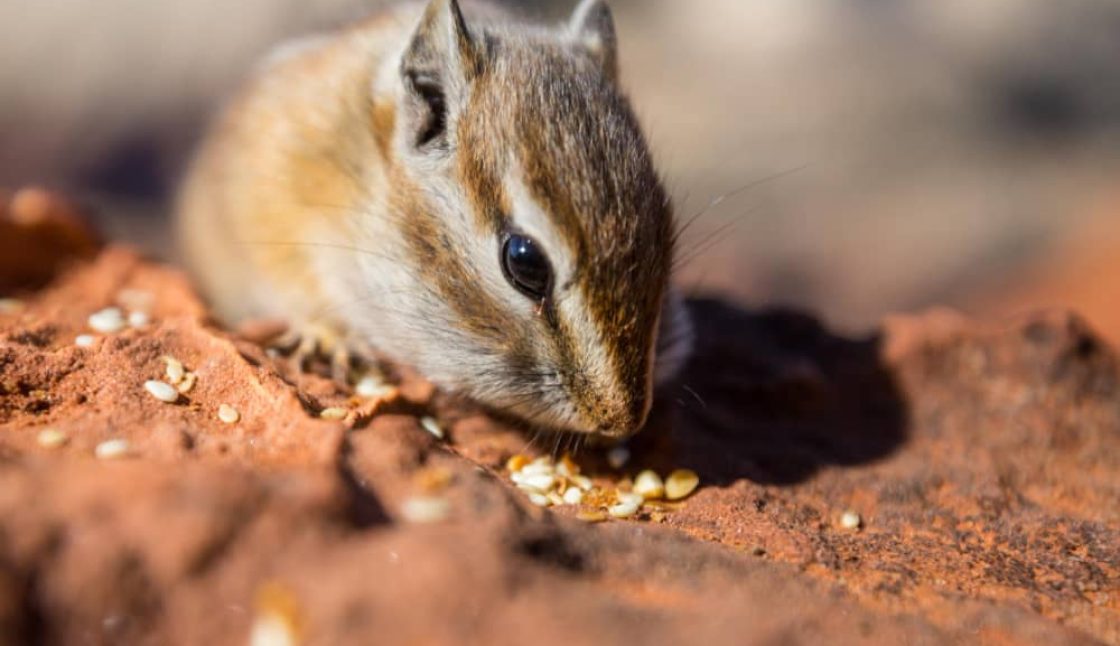 Rodent Control in Toronto: How To Keep Rodents Out of Your Home