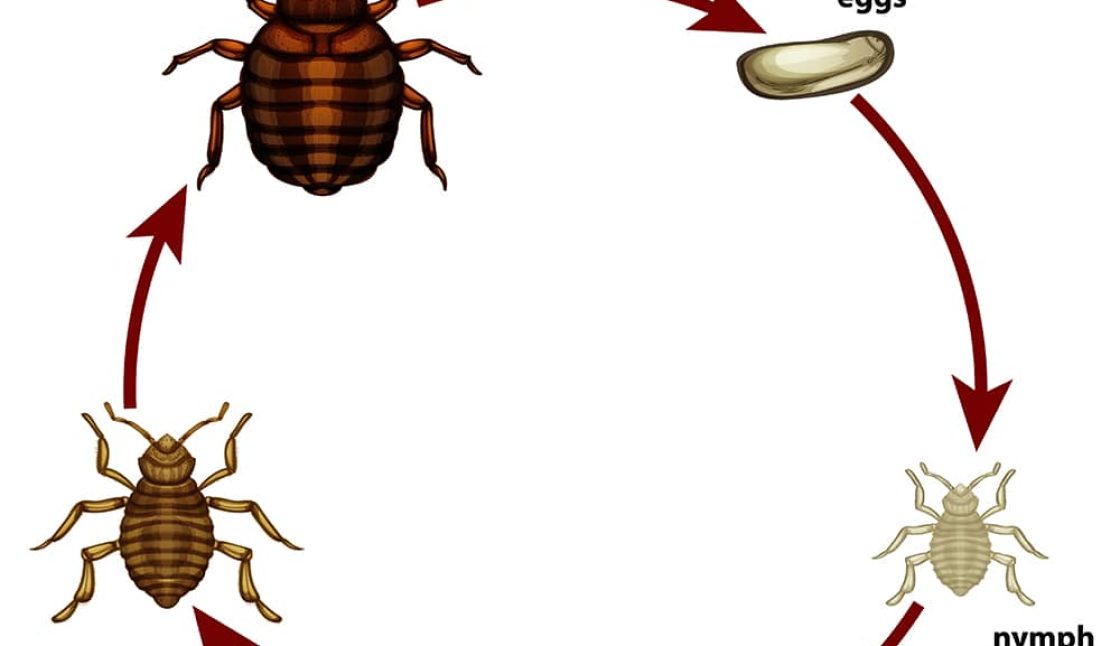 Best Companies Protecting Niagara Families and Pets from Tick Activity