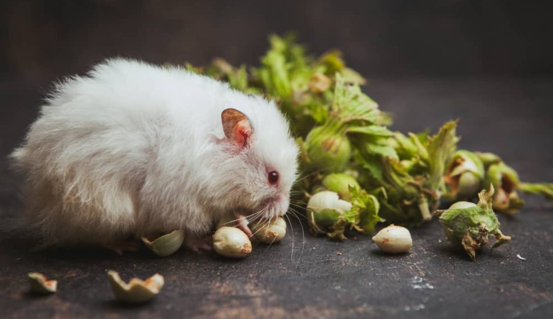 How to Get Ready for Rodent Season in Muskoka, Ontario
