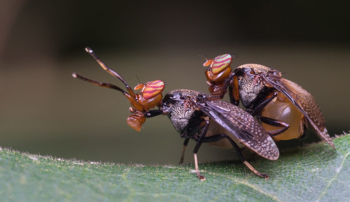Best Pest Control Companies in Sudbury: How to Choose the Right One for Your Home