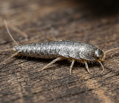 Image_onjhm6onjhm6onjh-1-rm3j2m2ia8bbhgjydni00pqgge822htj3jq2aqbvfs