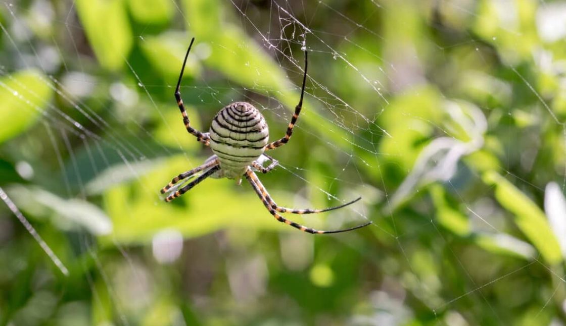Spider Control in Niagara: How To Keep Spiders Out of Your Home