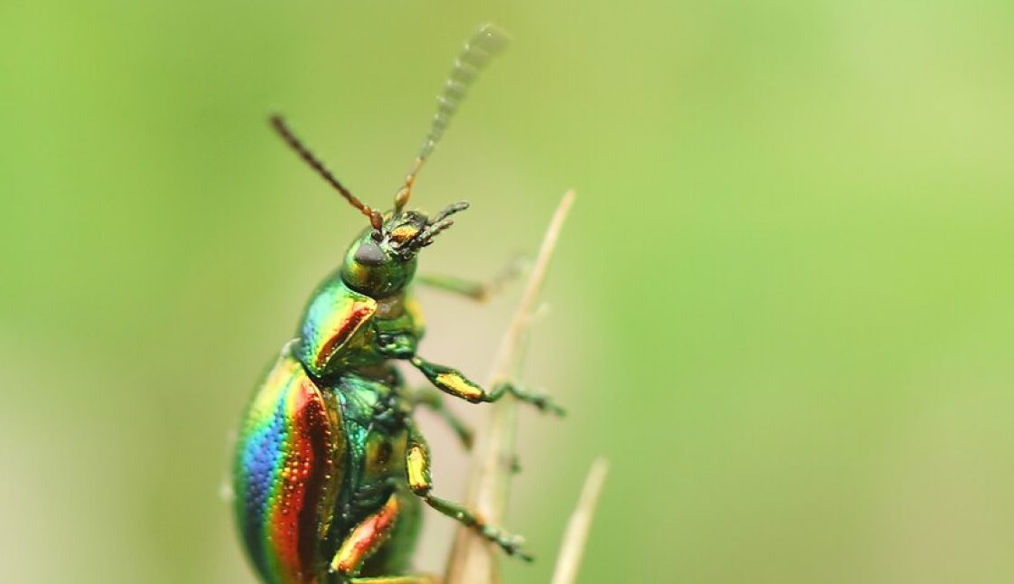 What Happens During a Professional Pest Control Service?