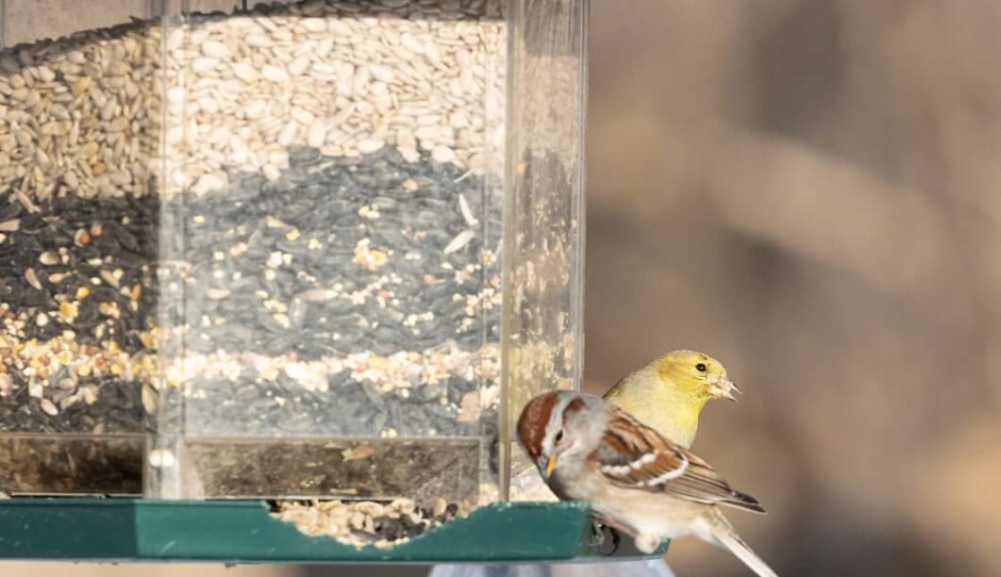 Can Bird Feeders Attract Mice and Rats in Niagara?