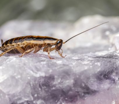 Free stock photo of animal, backdrop, background