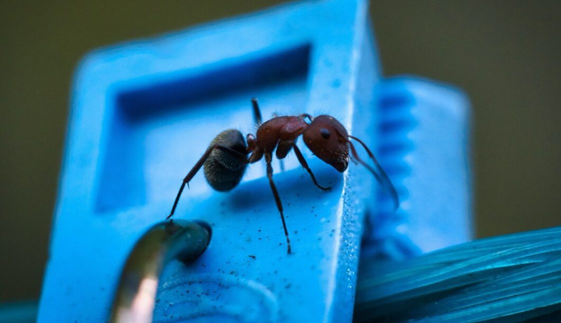 Prevent Pest Problems London Ontario