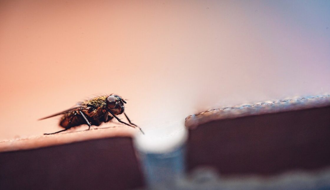 Choosing the Right Pest Control Company in Kenora