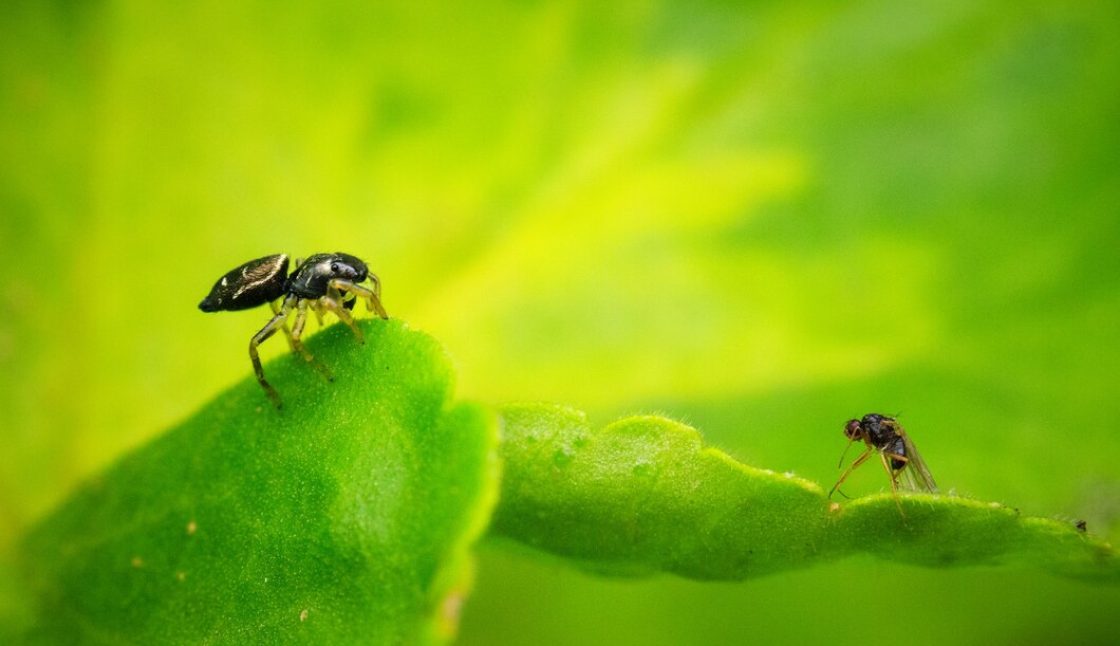 What to Expect From Professional Pest Control Service in East Windsor