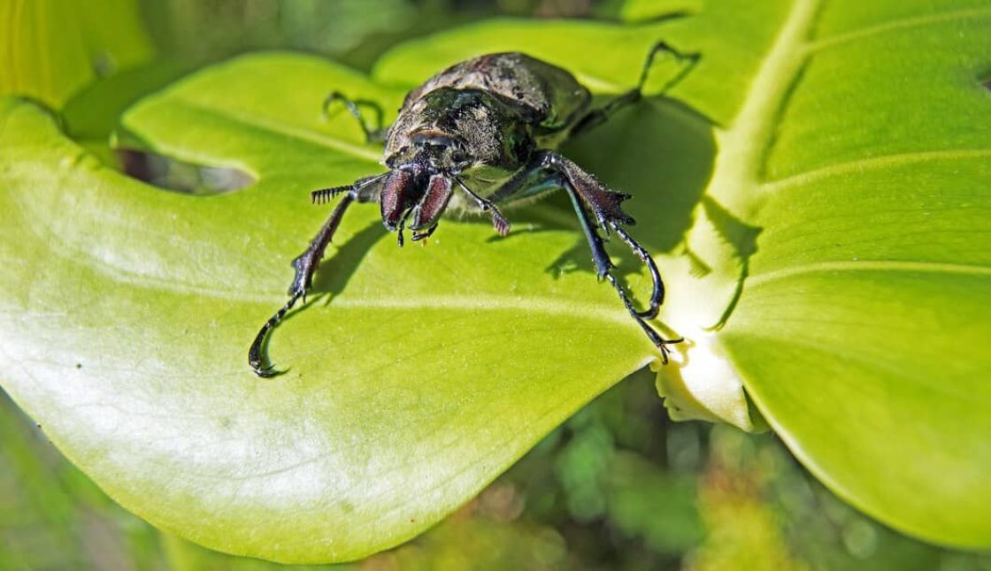 What to Expect From Professional Pest Control Service in Kenora
