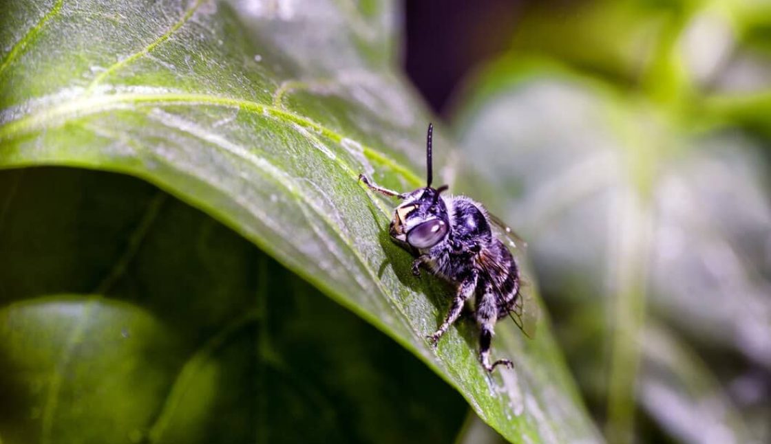 What to Expect From Professional Pest Control Service in Kitchener