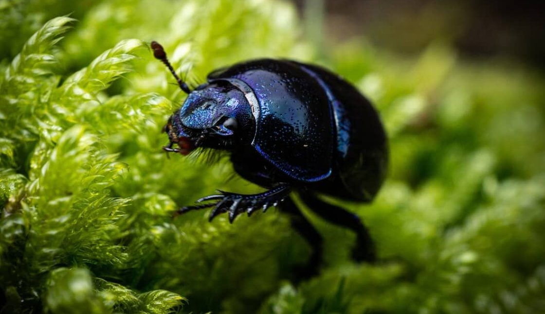 How to Prevent Pest Problems Around Your East Windsor Property