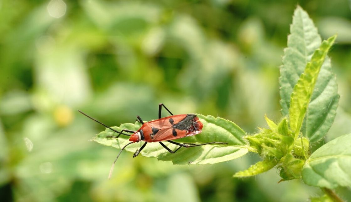 How to Compare Pest Control Services in Oshawa
