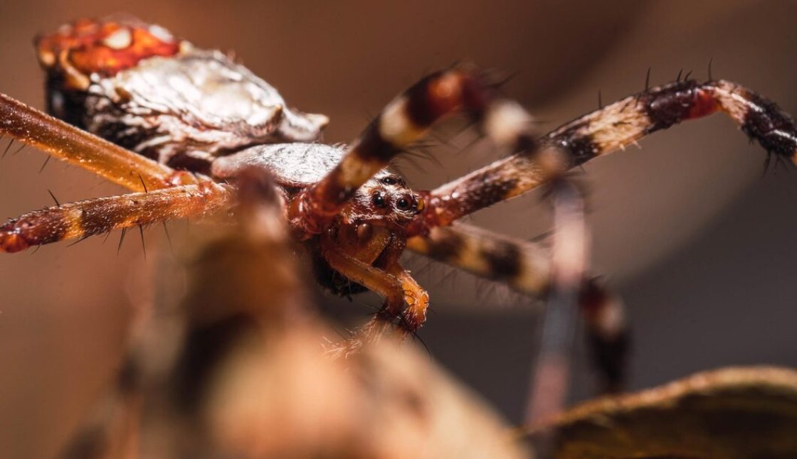 How Frequently Does a Property Need Pest Control?