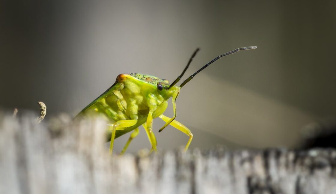 When Should You Call a Pest Control Professional in Oshawa?