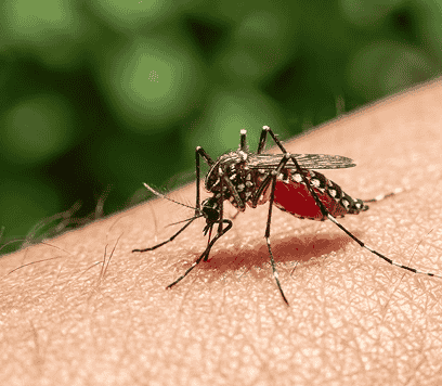 Mosquito Image 1 1