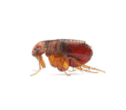 pestflip-flea.jpeg