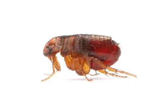 pestflip-flea.jpeg