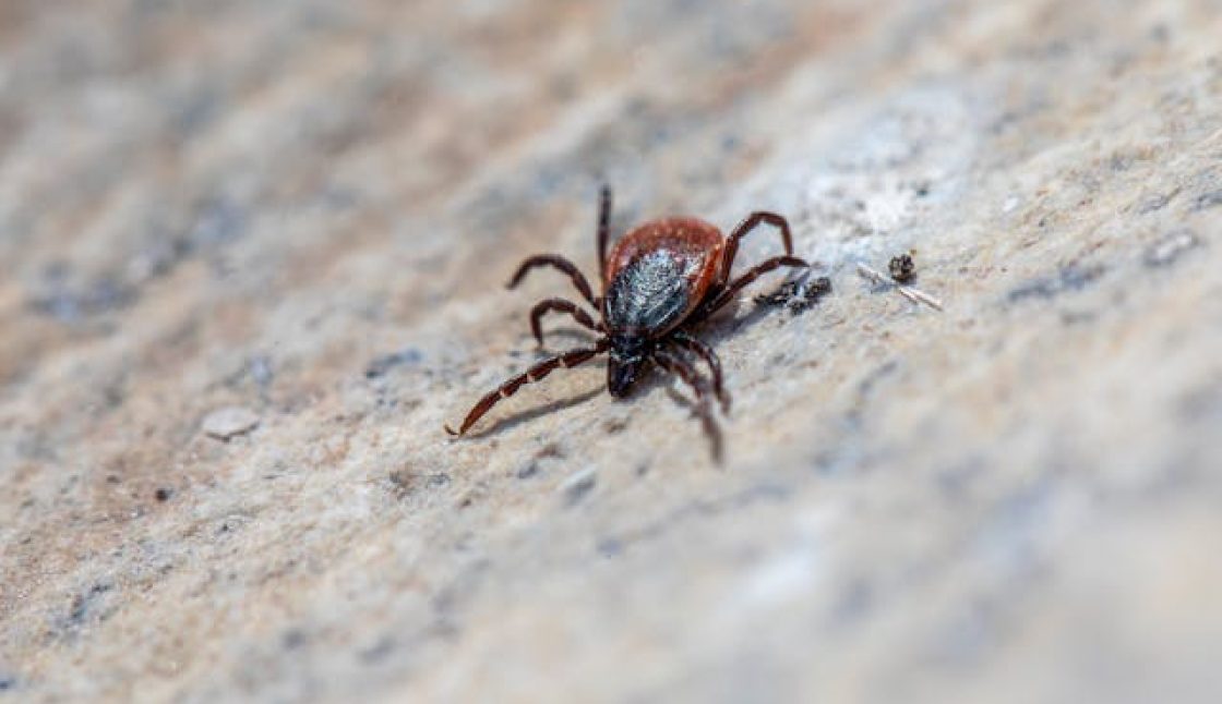 Understanding Tick Season and Staying Protected Across the Oakville Area