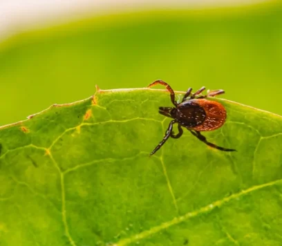 qkfx7zweeqe-1024x683.jpg (1)