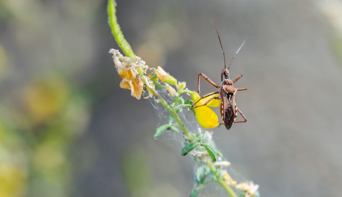 How to Compare Pest Control Services in Kenora