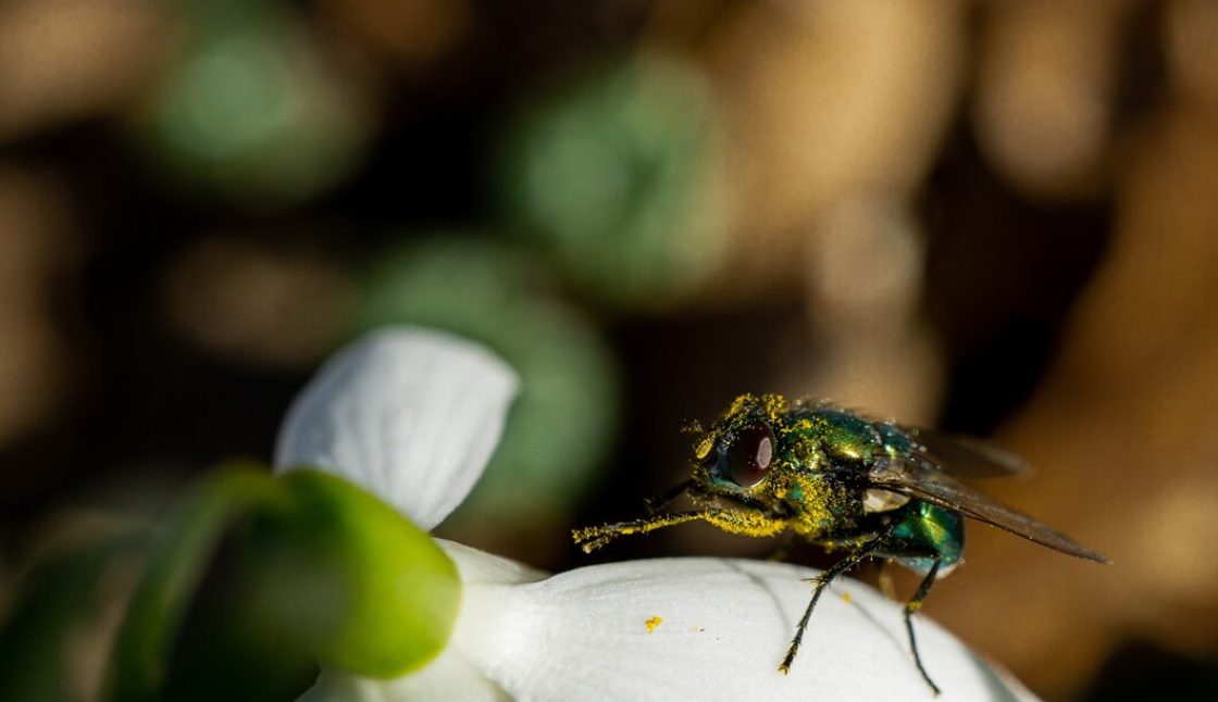 How to Prevent Pest Problems Around Your Kenora Property