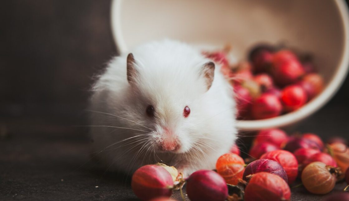 Seasonal Rodent Control Tips for Brampton Homes